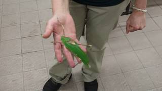 Noisy katydid [upl. by Fahey]