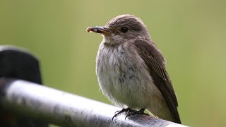 Nesting Spotted Flycatchers  Muscicapa striata  British Birding [upl. by Terris148]