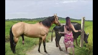 My sister training care her lovely horse in beginner 2021 [upl. by Assitruc]