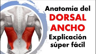 Anatomía del MÚSCULO DORSAL ANCHO ¡Explicación sencilla [upl. by Lander]