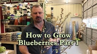 How to grow Blueberry Bushes Part 1  Basic Blueberry Plant Information [upl. by Enomar]