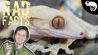 Crested Geckos  22 Stinkin Rad Facts [upl. by Nayd]