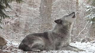 Wolfs Sweet Voice Inspires 50 Wolves to Howl [upl. by Odlawso]