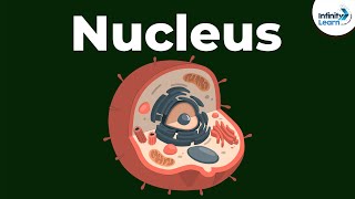 Nucleus  Cell  Infinity Learn [upl. by Alberto]