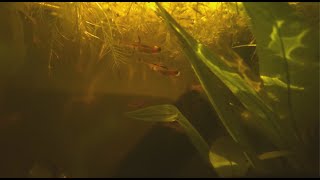 Chili Rasboras in Natural Aquarium  Cinematic [upl. by Helse514]