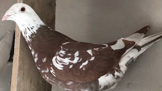 Breeding Meuleman  Rec Red Racing Pigeons [upl. by Nawram]