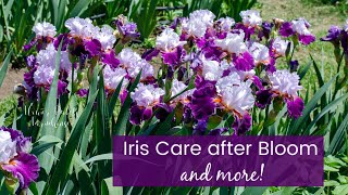 Iris Care after Blooming and more [upl. by Adanar]