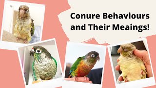 Conure Behaviours and Their Meanings  TheParrotTeacher [upl. by Anihcak]