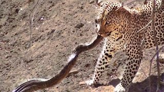 Leopard Attacks Python in Kruger [upl. by Anaig]