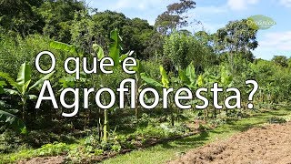 O que é Agrofloresta [upl. by Kassaraba]