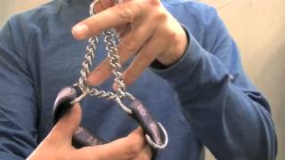 How To Size Martingale Dog Collars [upl. by Forras]