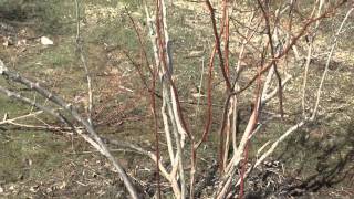 How to Prune a Blueberry Bush [upl. by Lawrence314]