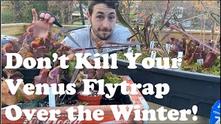 WINTER CARE FOR CARNIVOROUS PLANTS  Overwintering Drosera Sarracenia and Dionaea for Success [upl. by Steffin]