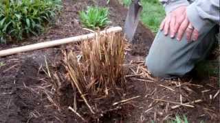 How to Divide Ornamental Grasses [upl. by Irafat]