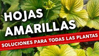 5 Razones por que se ponen AMARILLAS las HOJAS de las plantas Como Solucionar [upl. by Anitnerolf912]