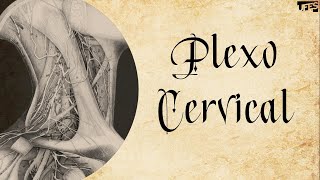 EXERCÍCIOS E ALONGAMENTO PARA CERVICAL  Fisioprev com Guilherme Stellbrink [upl. by Ardnohsal180]