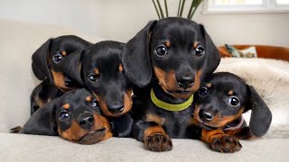 Dachshund puppies 4  8 weeks old compilation [upl. by Ecnerual559]