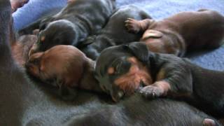 Dachshund  Cute 10 Day Old Puppies [upl. by Letsirc]