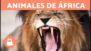 ANIMALES DE ÁFRICA  ¡ Descubre 10 animales africanos [upl. by Diego]