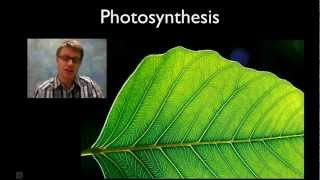 Photosynthesis [upl. by Gare]