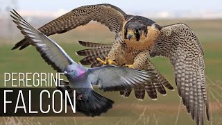 PEREGRINE FALCON  Bird Slayer and Dive master The Fastest Animal on the Planet [upl. by Nolrah85]