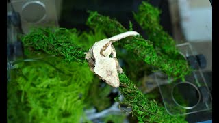 EVERYTHING you need to know about housing crested geckos [upl. by Fleece]