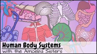 Human Body Systems Functions Overview The 11 Champions Older Video 2016 [upl. by Tremann227]