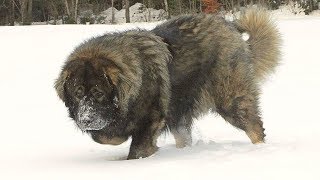 Caucasian Shepherd Brutal Russian Bear Dog [upl. by Renrut]