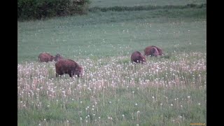 Polowanie na dziki Hunting Wild Boars Sudecka Ostoja 72020 [upl. by Friedlander564]