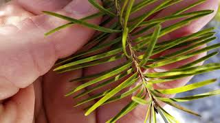 How To Identify Douglas Fir [upl. by Schoenfelder]