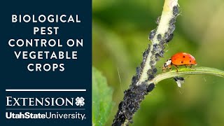 Biological Pest Control on Vegetable Crops [upl. by Dedric]