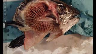 Fish Gill Dissection  A Level Biology Required Practical [upl. by Sunderland]