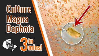 How to culture DAPHNIA MAGNA  The easy way [upl. by Peisch456]