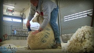 Sheep Shearing School [upl. by Lolita]