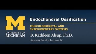 Skeletal System Endochondral Ossification [upl. by Ainoloppa726]