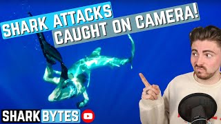 Shark Scientist Reacts to SHARK ATTACK Videos [upl. by Ahsito380]