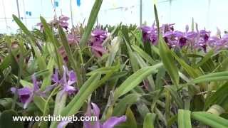 Orchid Web  Laelia purpurata [upl. by Bellamy31]