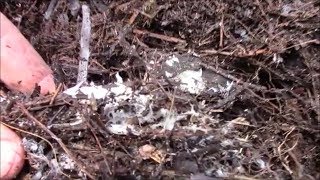 Mycelium Fungus in the Mulch end of July Observation [upl. by Osithe472]