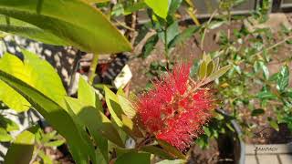 Callistemon laevis štětkovec [upl. by Ettener]