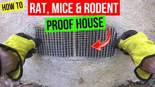 How To Protect your Home from Rats Mice amp Rodents Jonny DIY [upl. by Otte961]