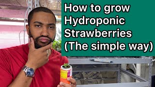 How to grow hydroponic strawberries easy [upl. by Ecilahc]