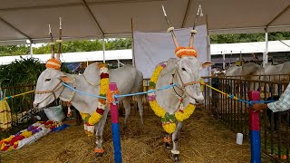 Hallikar bulls exhibition at GKVK Krushi mela 2024 [upl. by Laverna]