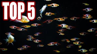 Top Five Rasbora Fish For Your Community Aquarium [upl. by Fanny91]