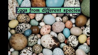 Eggs from different species of bird [upl. by Dnomzed664]