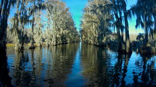 Caddo Lake Texas Boat Tour [upl. by Ebner347]