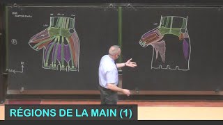 Anatomie des régions de la main 1 Membre supérieur 15 [upl. by Nert]