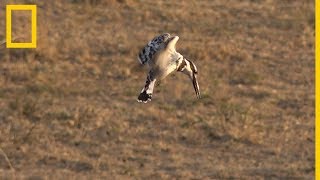 Safari Live Aves salvajes  National Geographic en Español [upl. by Narrat]