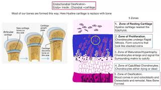 Osteogenesis Bone formation [upl. by Brandice]