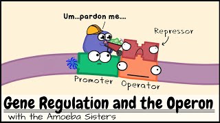 Gene Regulation and the Operon [upl. by Eupheemia930]