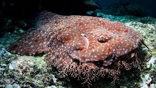 Tasselled Wobbegong  Animal of the Week [upl. by Glennie296]